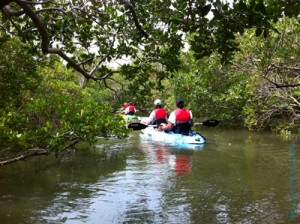Mangrove Tunnel Kayak Tour