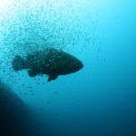 goliath grouper, dive the gulf of mexico