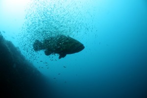 goliath grouper, dive the gulf of mexico