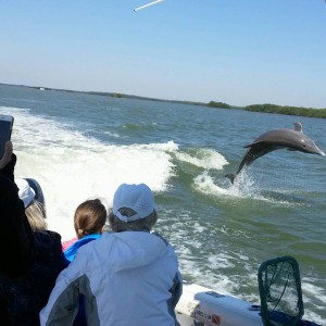 Dolphin Tour in Southwest Florida