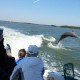 Dolphin Tour in Southwest Florida