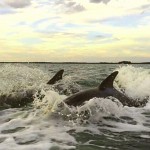 pair of dolphins in gulf of mexico