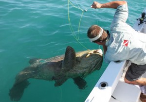 Massive Goliath Grouper in Naples Florida